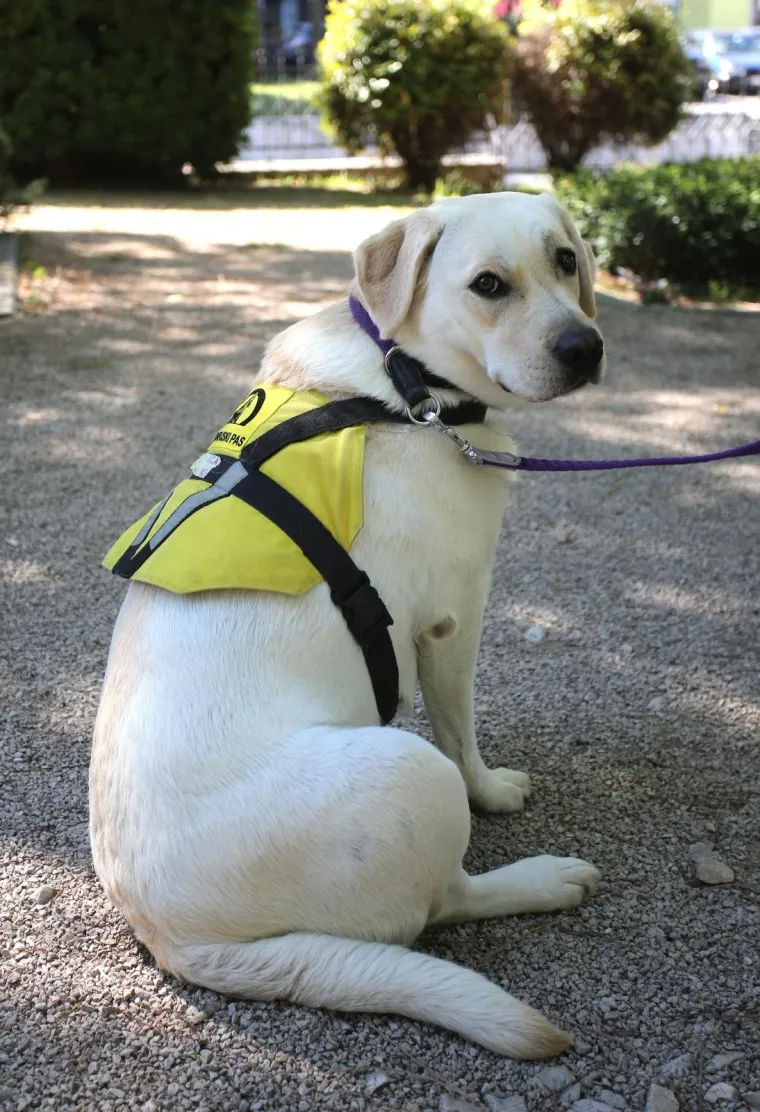 Druženje s terapijskim psom na 60. Međunarodnom dječjem festivalu