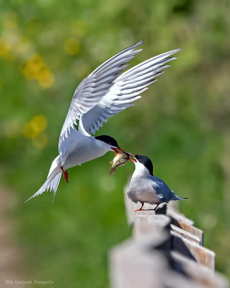 Savr&scaron;en tajming: Ove su fotografije slikane u pravi trenutak