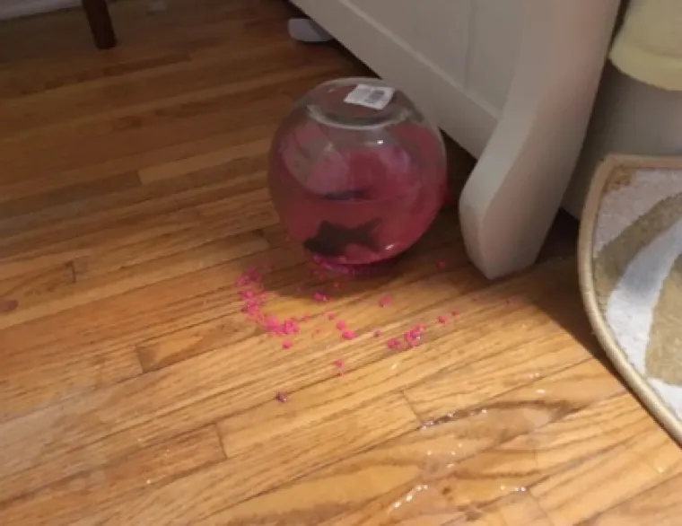 PA KAKVE SU BILE &Scaron;ANSE DA SE OVO DOGODI? Živi dokazi da je nekad ba&scaron; sve moguće