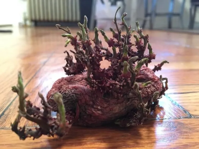 MOŽDA BISTE MOGLI PROVJERITI STANJE U &Scaron;PAJZI: Zaboravili na krumpire pa su im se osvetili invazijom