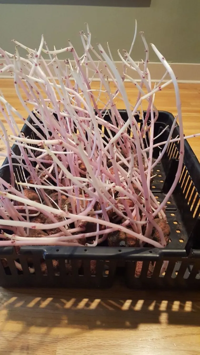 MOŽDA BISTE MOGLI PROVJERITI STANJE U &Scaron;PAJZI: Zaboravili na krumpire pa su im se osvetili invazijom