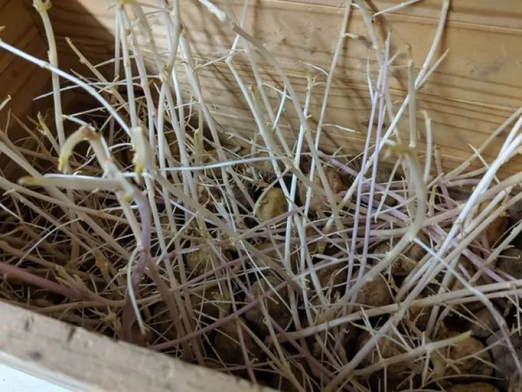 MOŽDA BISTE MOGLI PROVJERITI STANJE U &Scaron;PAJZI: Zaboravili na krumpire pa su im se osvetili invazijom