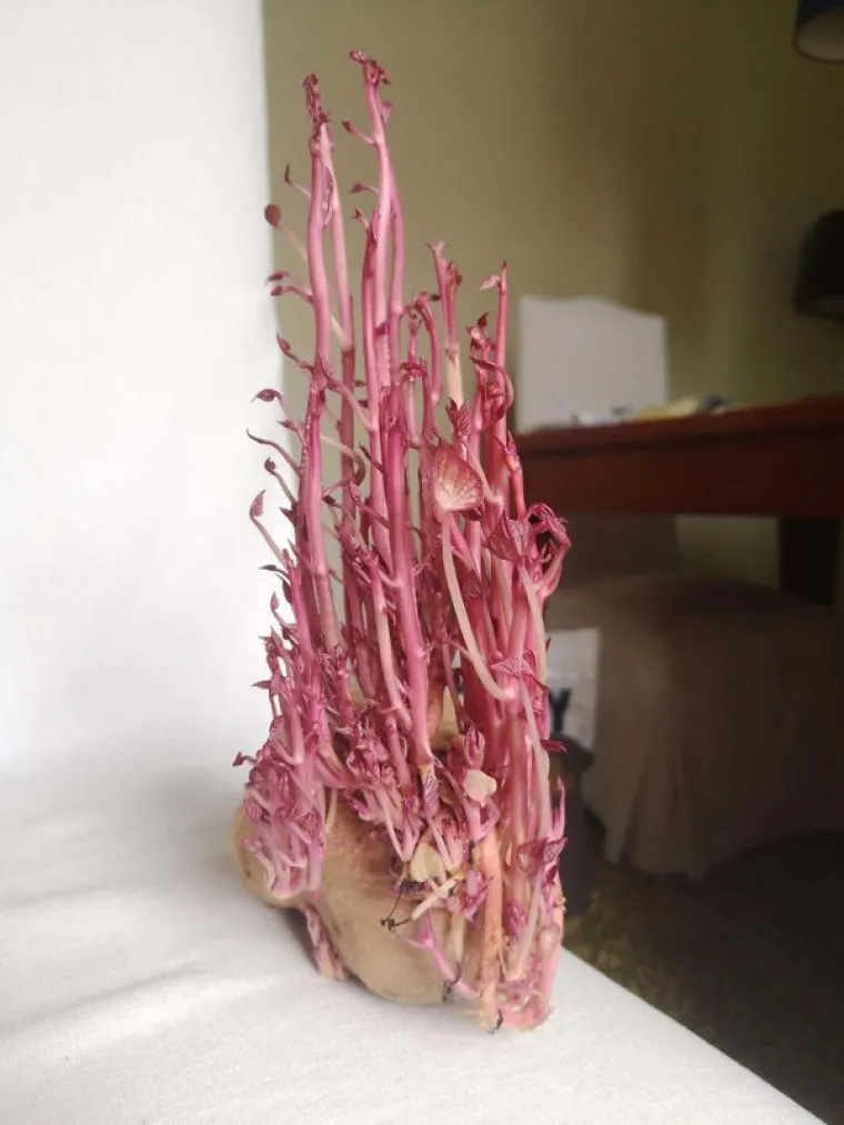 MOŽDA BISTE MOGLI PROVJERITI STANJE U &Scaron;PAJZI: Zaboravili na krumpire pa su im se osvetili invazijom