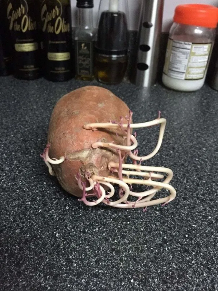 MOŽDA BISTE MOGLI PROVJERITI STANJE U &Scaron;PAJZI: Zaboravili na krumpire pa su im se osvetili invazijom