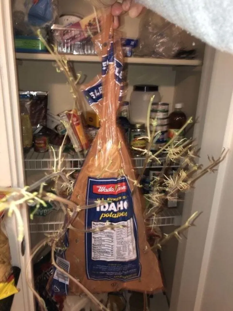 MOŽDA BISTE MOGLI PROVJERITI STANJE U &Scaron;PAJZI: Zaboravili na krumpire pa su im se osvetili invazijom