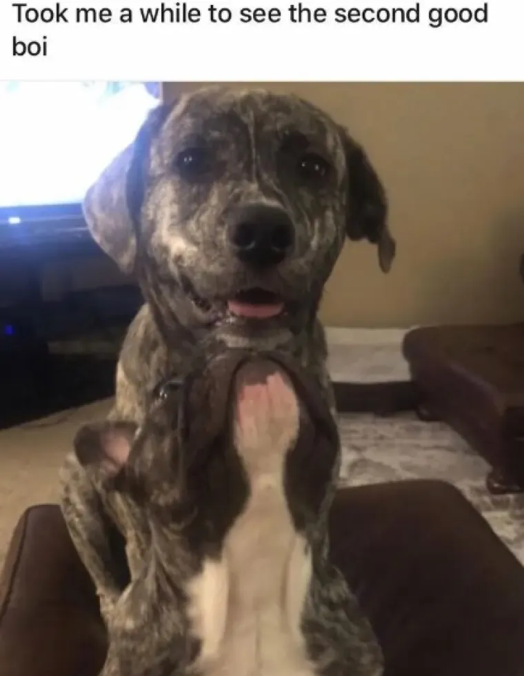 MAJSTORI KAMUFLAŽE: Kućni ljubimci koji su ovu čaroliju doveli do savr&scaron;enstva