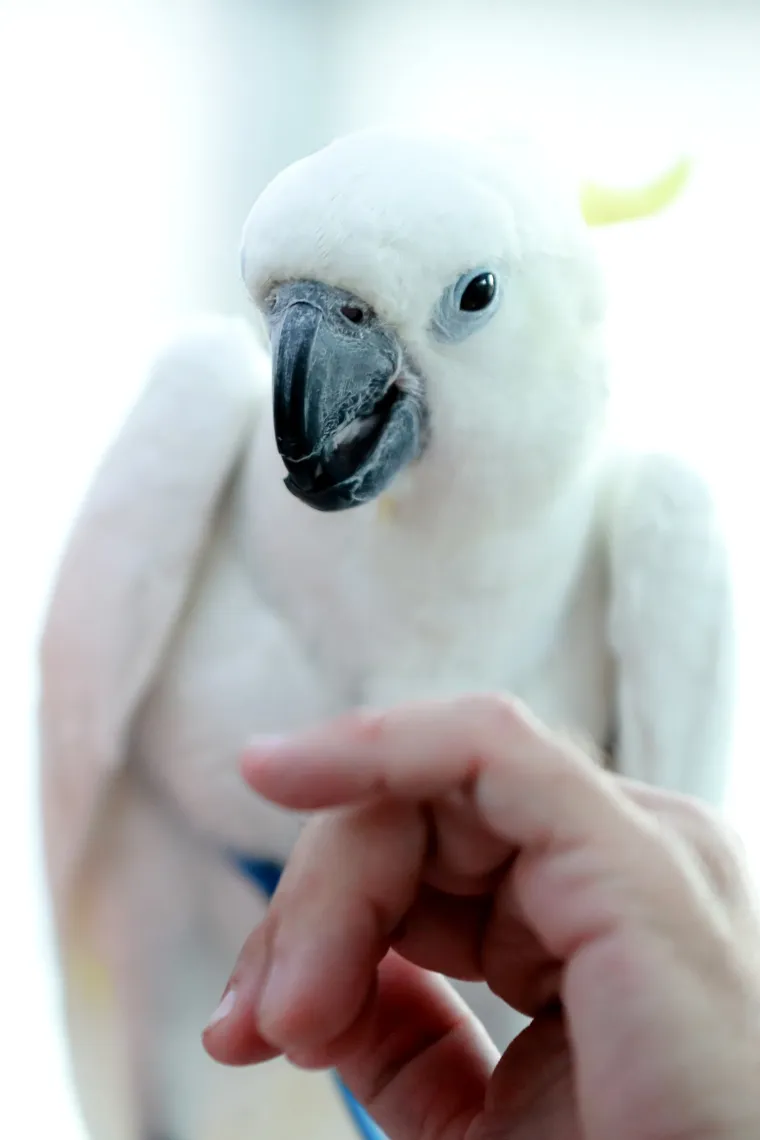 Papiga Koko uzela svu pažnju na Kvatriću