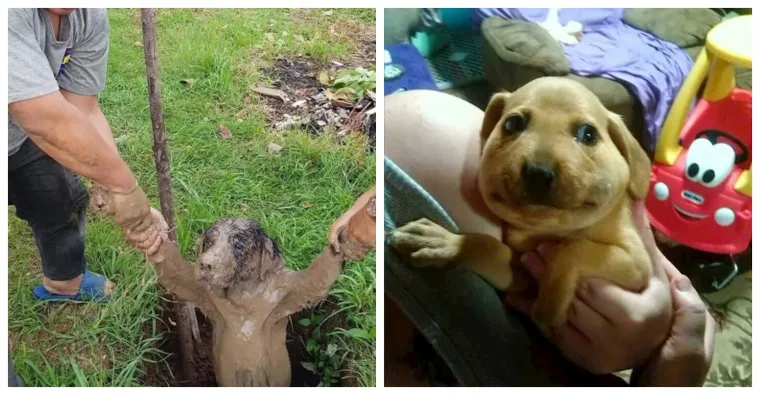 Ove fotke dokazuju da va&scaron;i ljubimci mogu imati gori dan nego vi