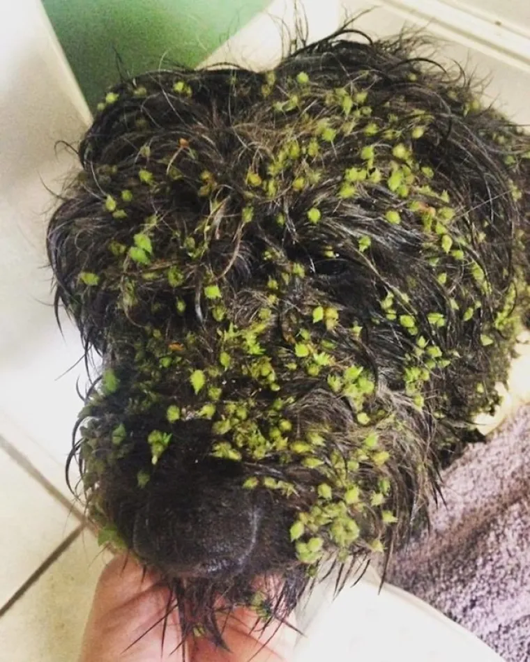 Ove fotke dokazuju da va&scaron;i ljubimci mogu imati gori dan nego vi