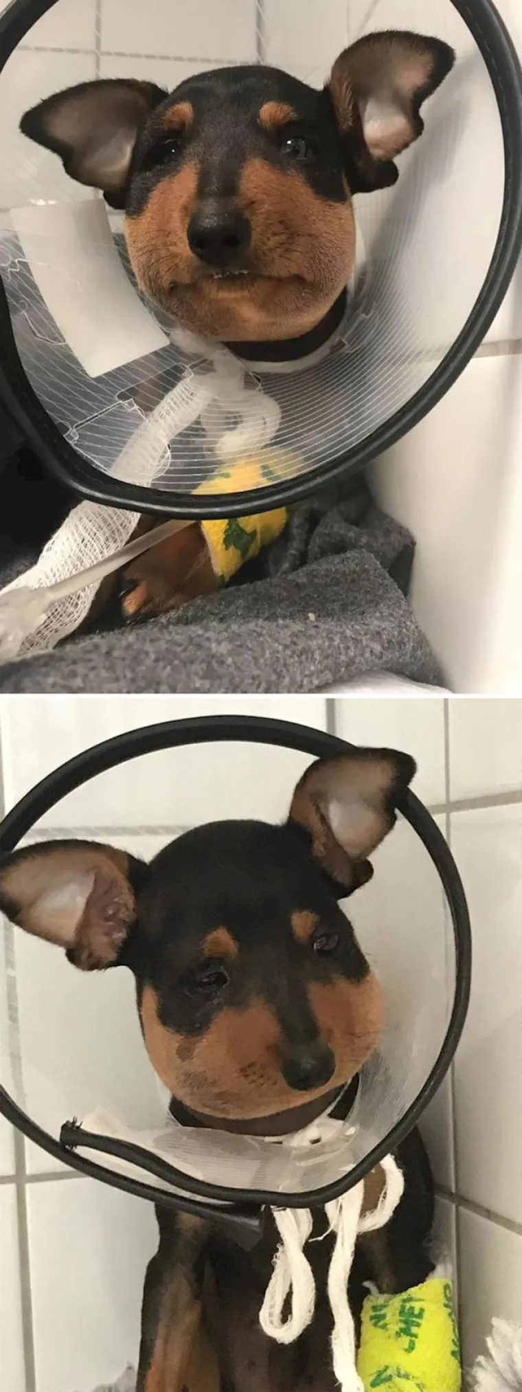 Ove fotke dokazuju da va&scaron;i ljubimci mogu imati gori dan nego vi