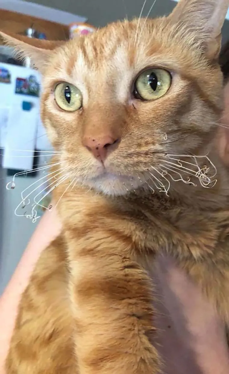 Ove fotke dokazuju da va&scaron;i ljubimci mogu imati gori dan nego vi