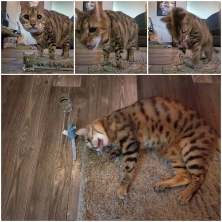 NEUMJERENOST U PIĆU: Toliko su se &lsquo;razbili&rsquo; za vikend da će po njima snimati četvrti nastavak &lsquo;Mamurluka&rsquo;