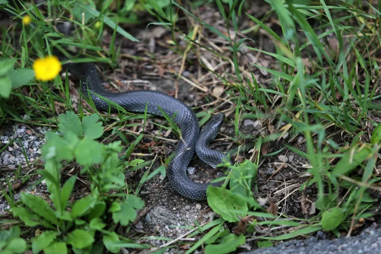 Neugodno iznenađenje na cesti: Zmija poznata kao 'crni gad' prepala vozače