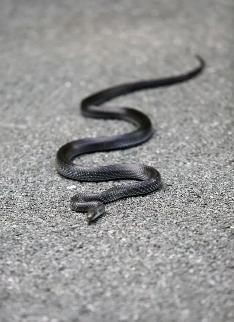 Neugodno iznenađenje na cesti: Zmija poznata kao 'crni gad' prepala vozače