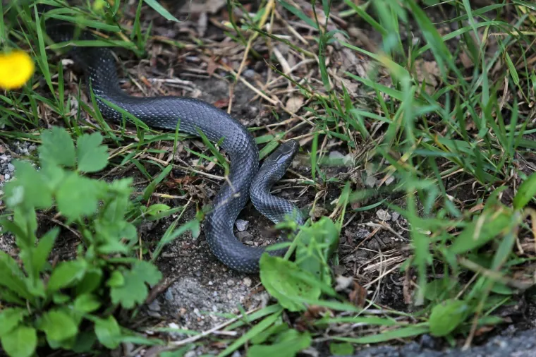 Neugodno iznenađenje na cesti: Zmija poznata kao 'crni gad' prepala vozače