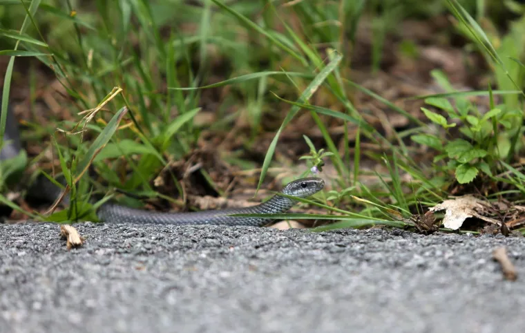 Neugodno iznenađenje na cesti: Zmija poznata kao 'crni gad' prepala vozače