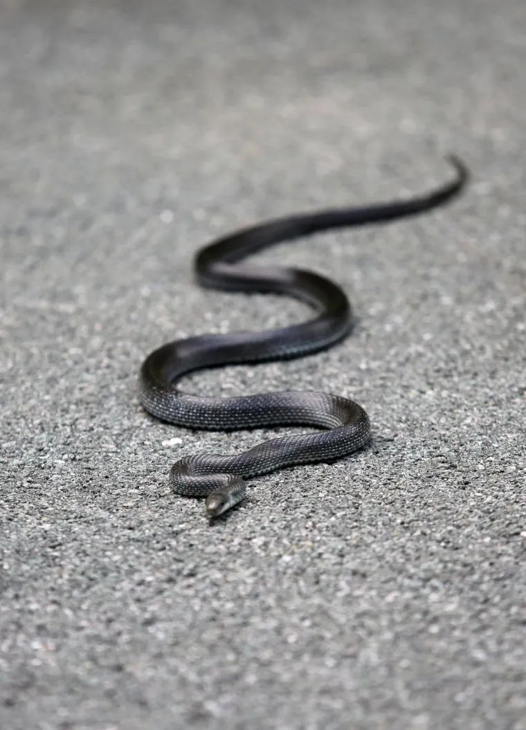 Neugodno iznenađenje na cesti: Zmija poznata kao 'crni gad' prepala vozače