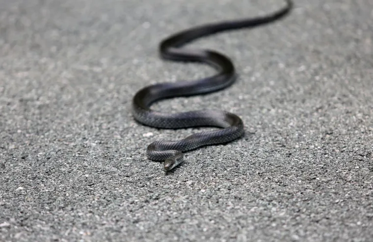 Neugodno iznenađenje na cesti: Zmija poznata kao 'crni gad' prepala vozače