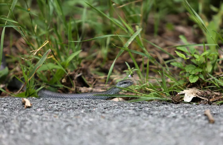 Neugodno iznenađenje na cesti: Zmija poznata kao 'crni gad' prepala vozače