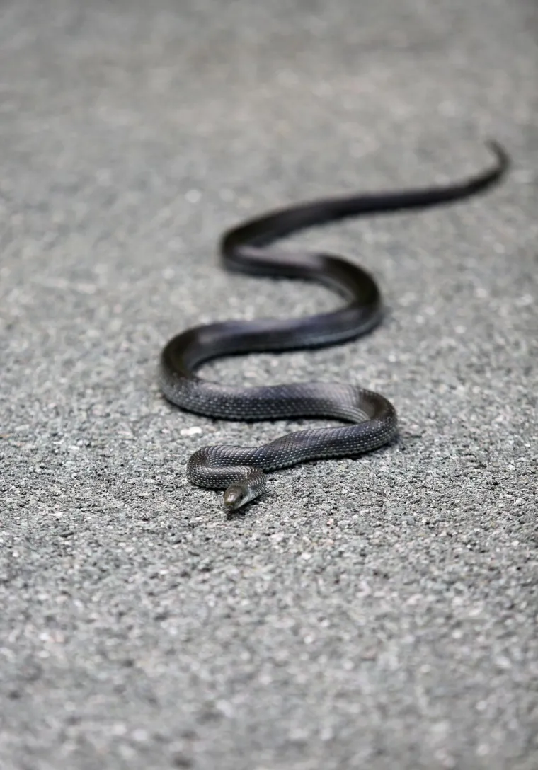 Neugodno iznenađenje na cesti: Zmija poznata kao 'crni gad' prepala vozače