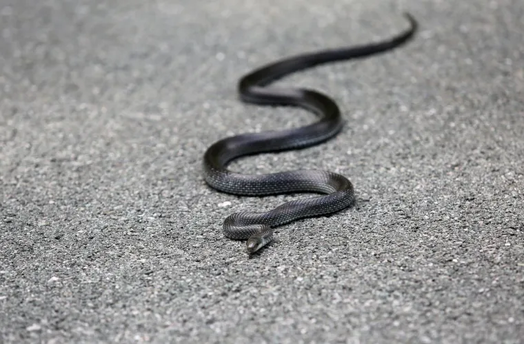 Neugodno iznenađenje na cesti: Zmija poznata kao 'crni gad' prepala vozače