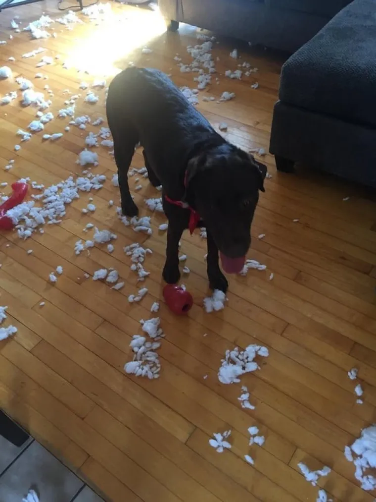 ŽIVI DOKAZI DA SE SRA** DOGAĐAJU BA&Scaron; SVIMA, A NE SAMO VAMA: 'E, ovo je definicija one poznate - 'Shit happens'