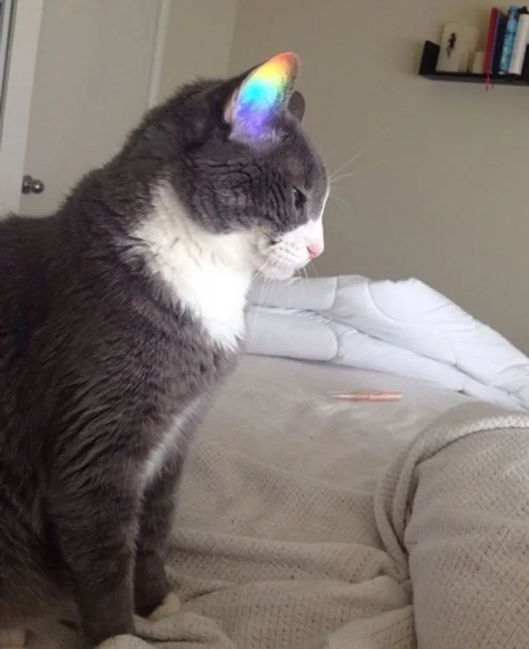 DA SU OKINULI FOTKU SAMO SEKUNDU KASNIJE, SVE BI BILO DRUGAČIJE: Evo, ovo je definicija 'pravog trenutka'