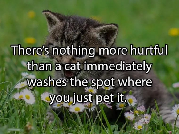 Ni&scaron;ta te ne povrijedi vi&scaron;e nego kada mačka počne prati mjesto po kojemu si je upravo mazio.