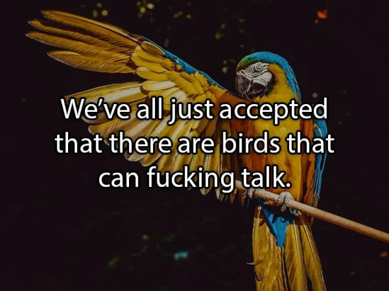 Svi smo jednostavno prihvatili da postoje ptice koje je*eno govore.