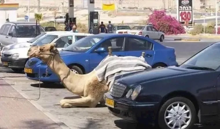 Tigar umjesto psa? Ove prizore možete vidjeti samo ako posjetite Dubai