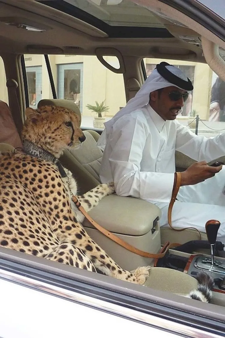 Tigar umjesto psa? Ove prizore možete vidjeti samo ako posjetite Dubai