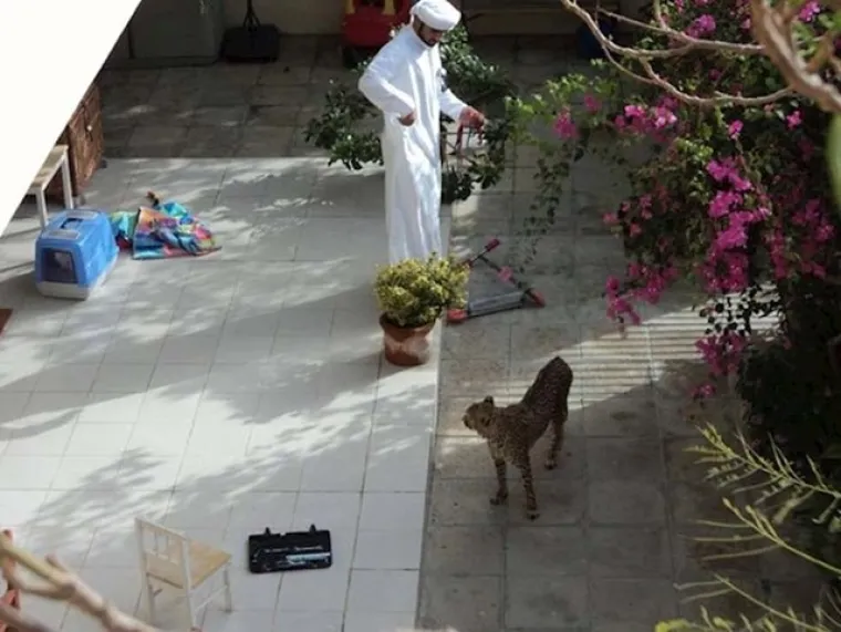 Tigar umjesto psa? Ove prizore možete vidjeti samo ako posjetite Dubai