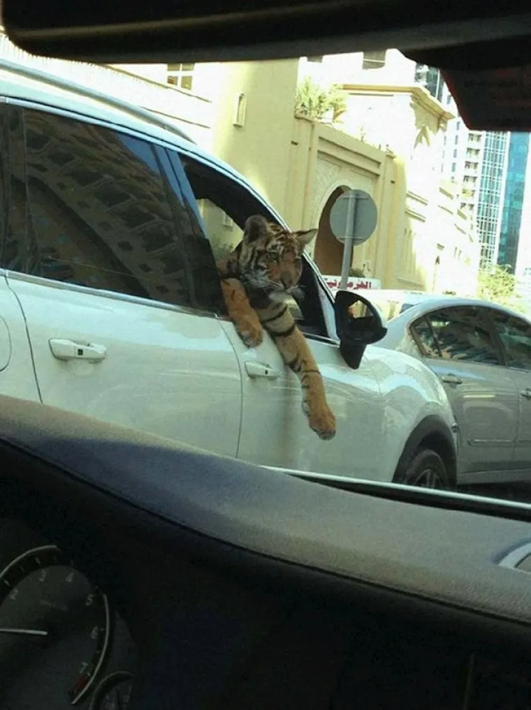 Tigar umjesto psa? Ove prizore možete vidjeti samo ako posjetite Dubai