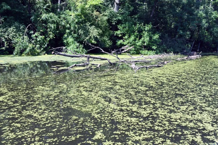 Najnovija atrakcija u Lonjskom polju: Pogled na samozatajnu priroda iz kanua i čamca na solarni pogon