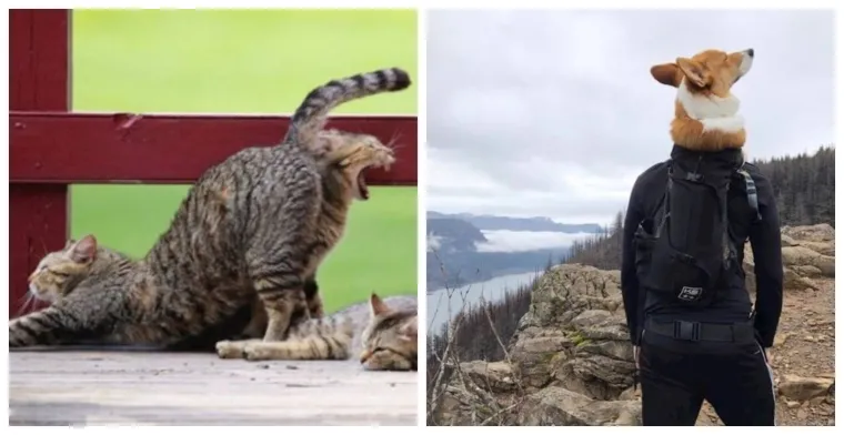 Što se ovdje događa? Ove fotografije su napravljene da vas izbezume
