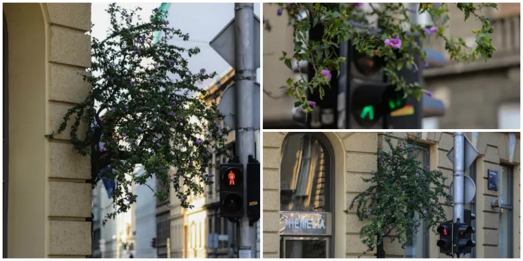 FOTO Neviđen prizor u Zagrebu: Drvo izraslo - iz zgrade!