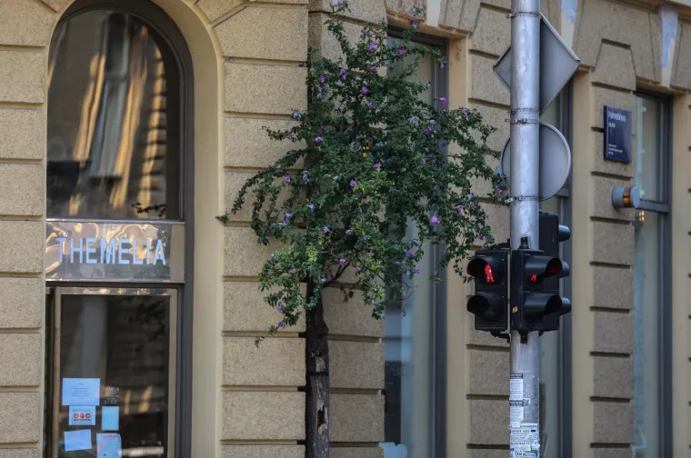 FOTO Neviđen prizor u Zagrebu: Drvo izraslo - iz zgrade!