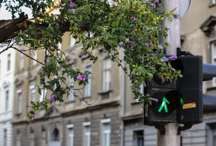 FOTO Neviđen prizor u Zagrebu: Drvo izraslo - iz zgrade!