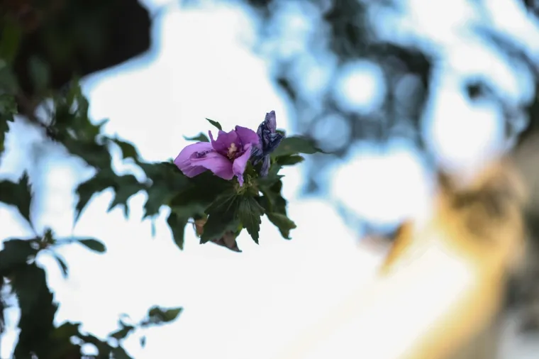 FOTO Neviđen prizor u Zagrebu: Drvo izraslo - iz zgrade!