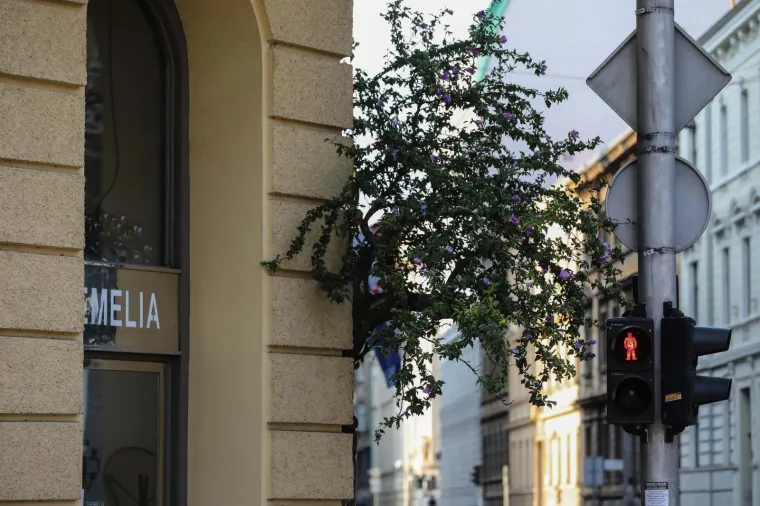 FOTO Neviđen prizor u Zagrebu: Drvo izraslo - iz zgrade!