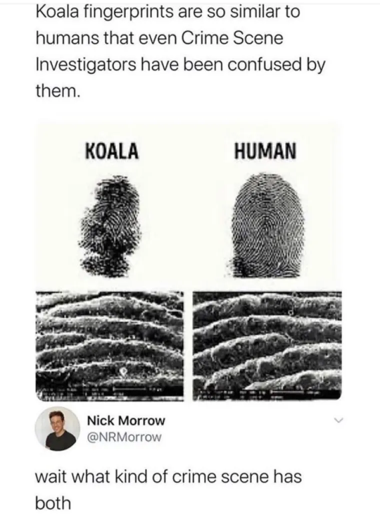 TOLIKO GLUPO DA JE SMIJE&Scaron;NO: Autorima ovih memova uopće nije lako