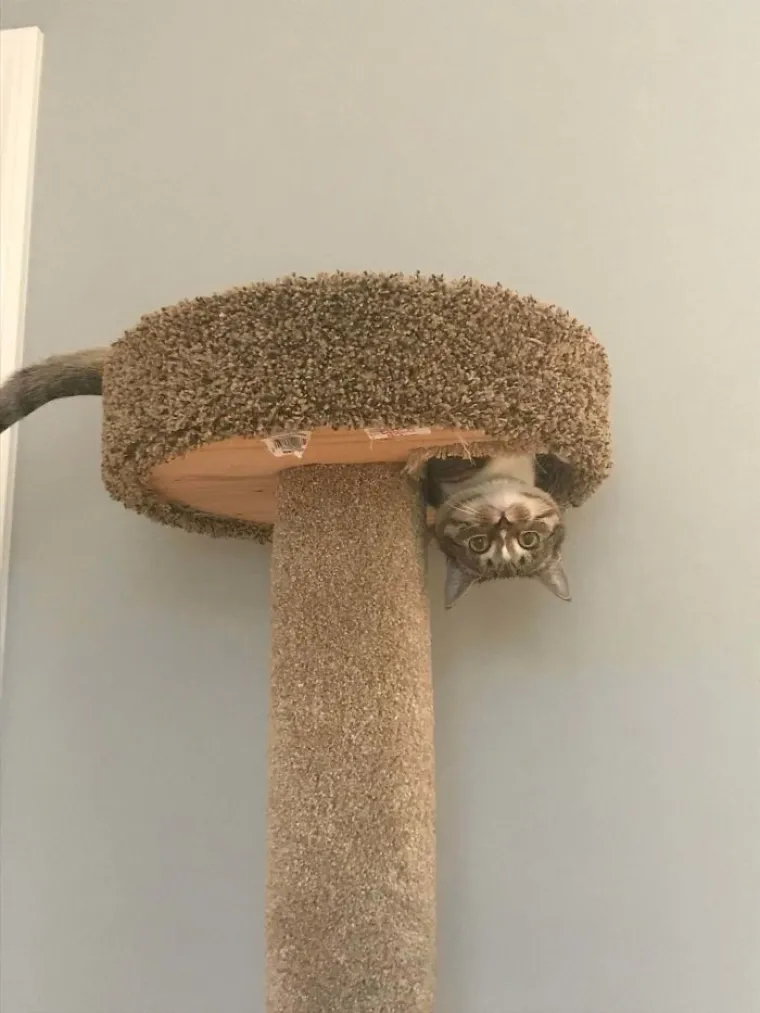 ZA OVE MAČKE ZAKONI FIZIKE NE POSTOJE: Šokirani vlasnici sve zabilježili kamerom