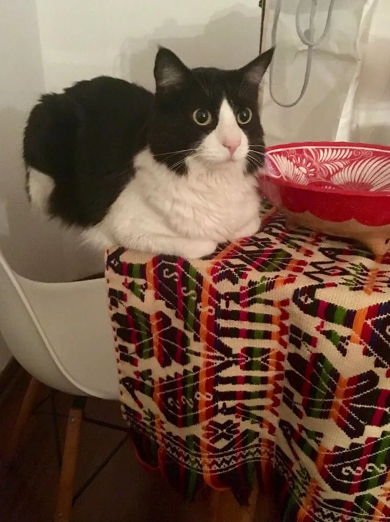 ZA OVE MAČKE ZAKONI FIZIKE NE POSTOJE: Šokirani vlasnici sve zabilježili kamerom