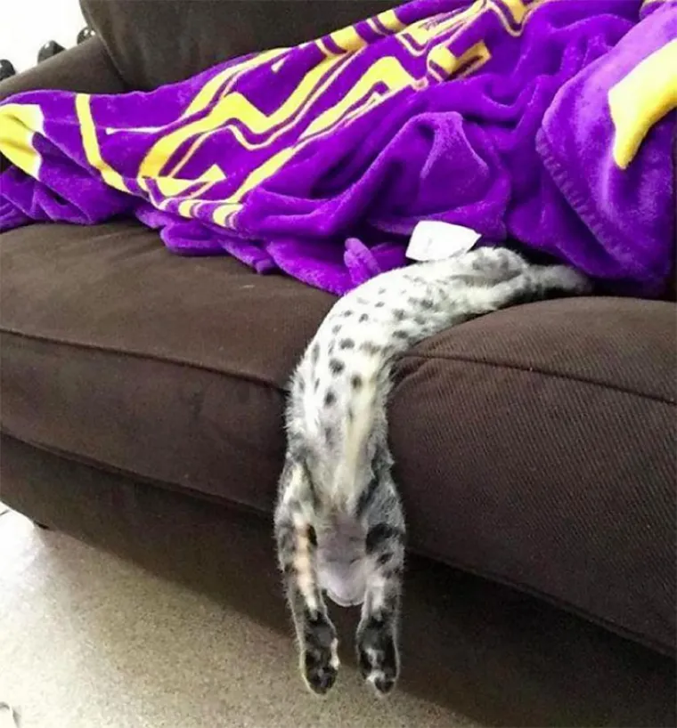 ZA OVE MAČKE ZAKONI FIZIKE NE POSTOJE: &Scaron;okirani vlasnici sve zabilježili kamerom