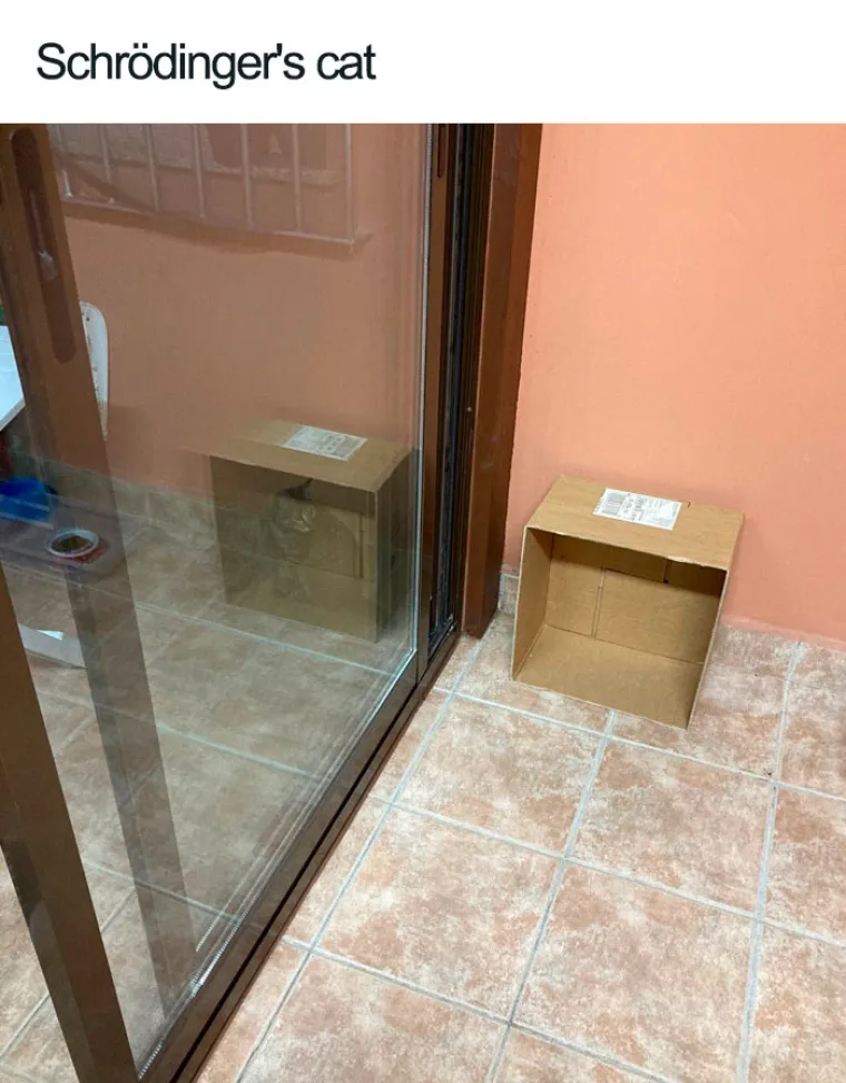 ZA OVE MAČKE ZAKONI FIZIKE NE POSTOJE: &Scaron;okirani vlasnici sve zabilježili kamerom