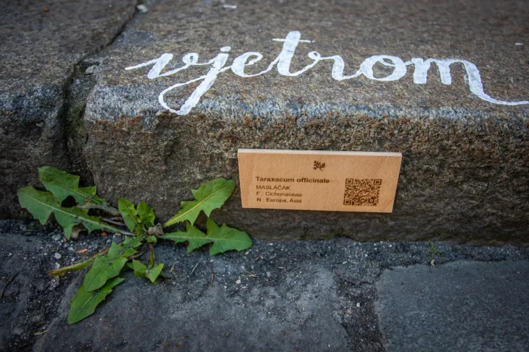 Sjećate li se slomljenog srca koje je obi&scaron;lo svijet? Pro&scaron;ećite 'Okolo' ljep&scaron;om stranom Zagreba - posveta 'ranjenome gradu'