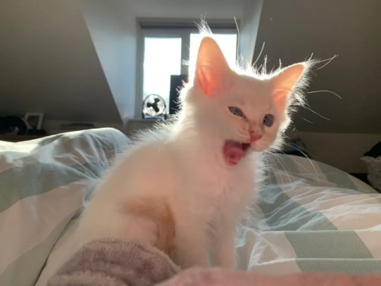 JESU LI OVO NAJURNEBESNIJE MAČKE INTERNETA? Njihovi vlasnici svaki dan imaju besplatni 'Stand Up'