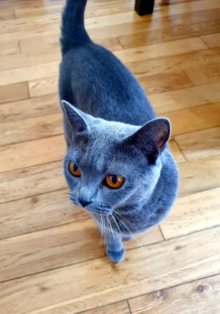 JESU LI OVO NAJURNEBESNIJE MAČKE INTERNETA? Njihovi vlasnici svaki dan imaju besplatni 'Stand Up'