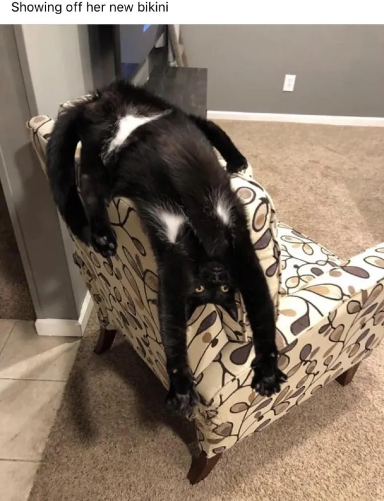 JESU LI OVO NAJURNEBESNIJE MAČKE INTERNETA? Njihovi vlasnici svaki dan imaju besplatni 'Stand Up'