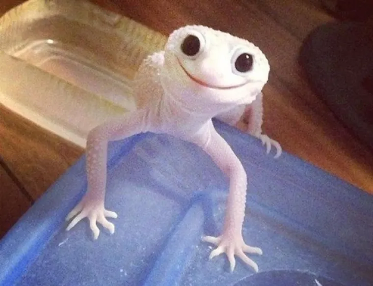 Ove fotografije će vam definitivno popraviti dan